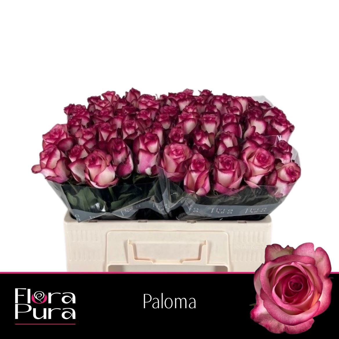 R Gr Paloma