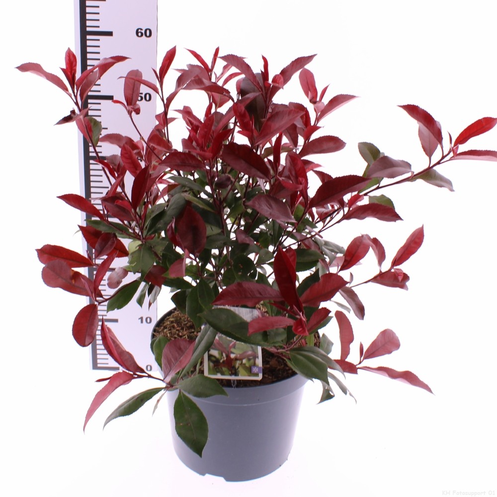 Picture of Photinia fraseri 'Carré Rouge'