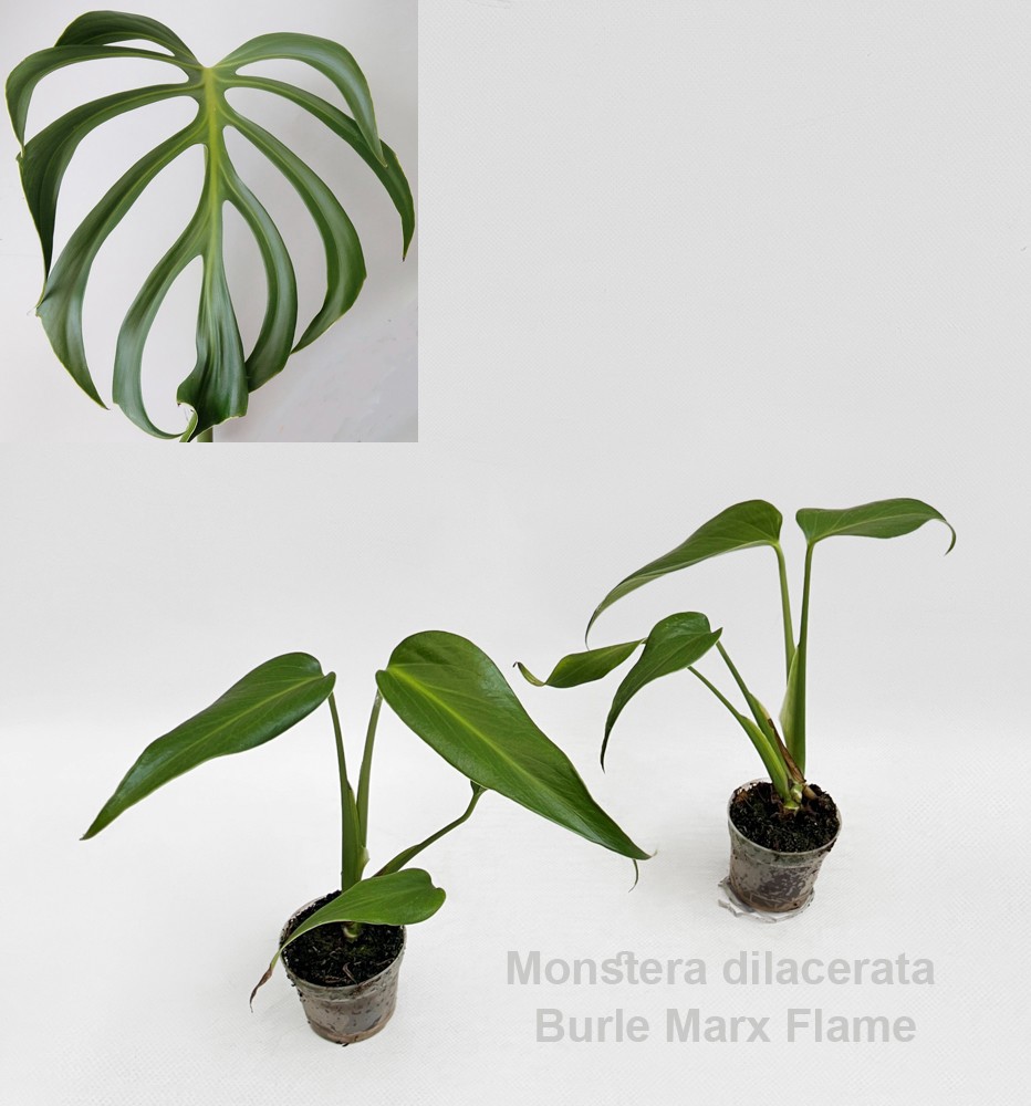 philodendron giganteum kaufen PHILODENDRON GIGANTEUM – Knippel Garden Centre main image 1