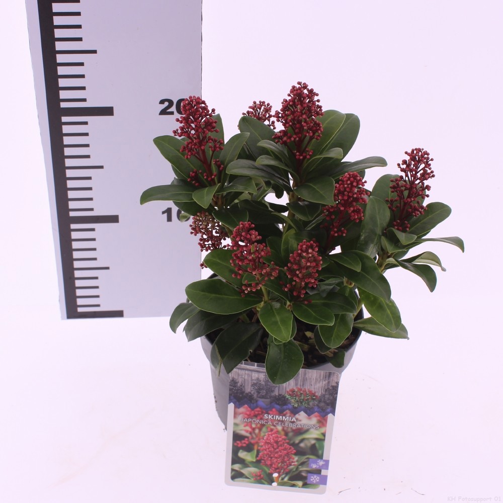 Picture of Skimmia japonica 'Celebrations'