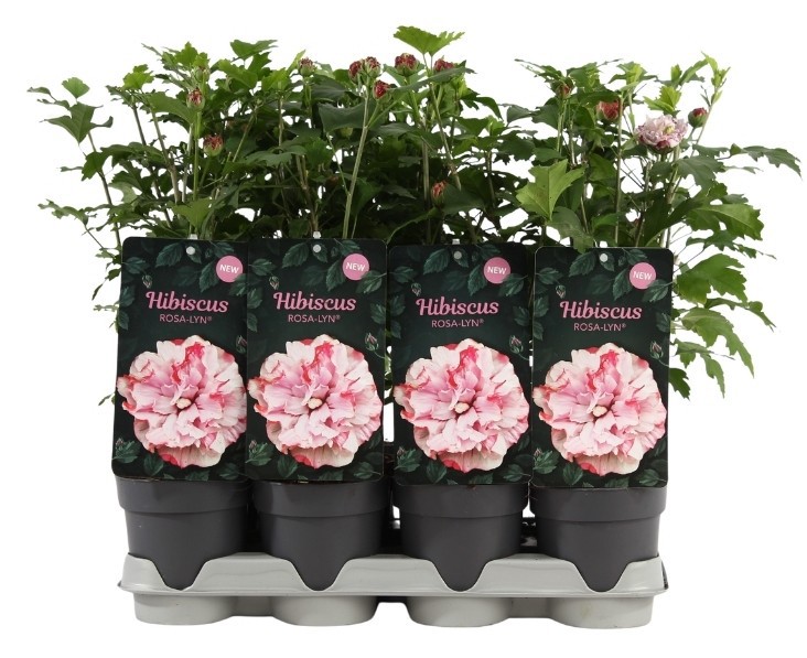 Hibiscus syr. 'Rosa-Lyn'®