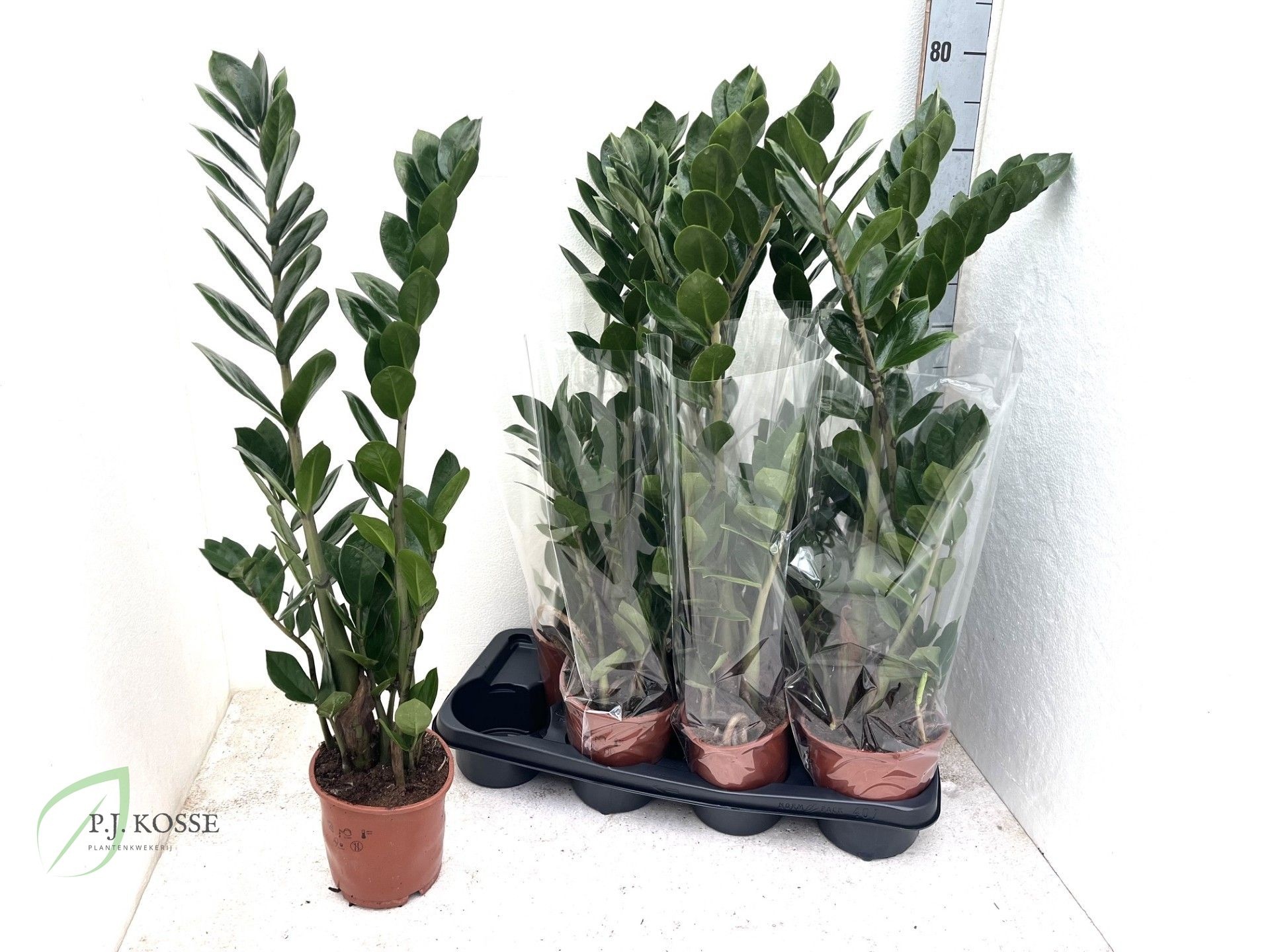 Zamioculcas Zamiifol 14Ø 70cm