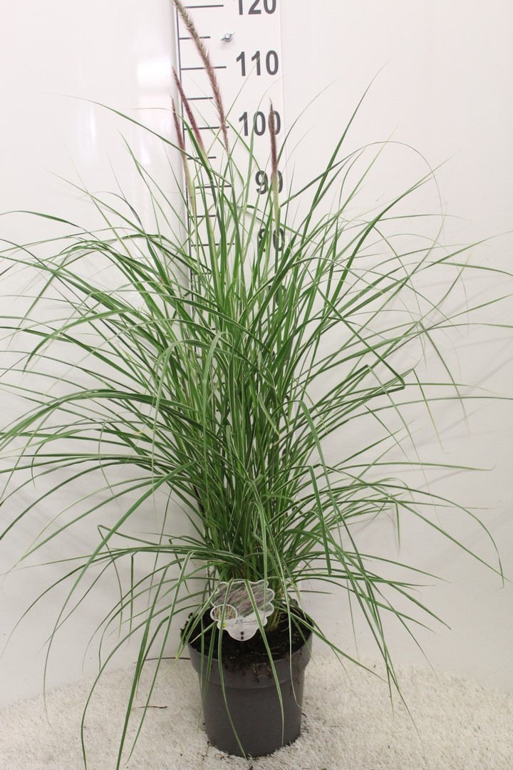 Picture of Pennisetum set. Sky Rocket P23 (5 Ltr)