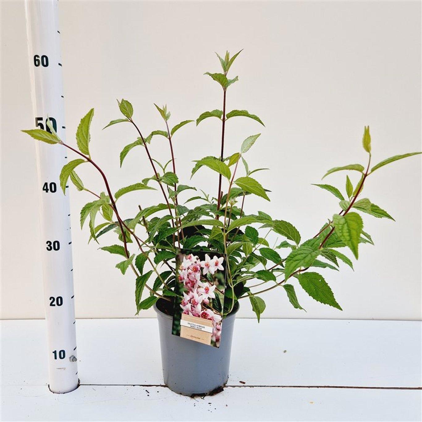 Deutzia hybrida 'Mont Rose'