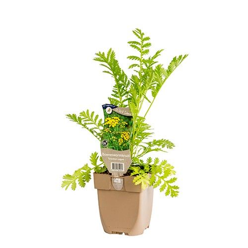 Tanacetum vulgare