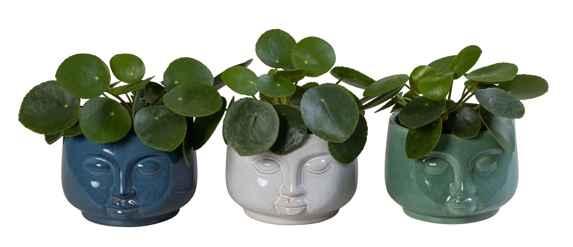 Pilea L 66130 With Pilea Peperomioides Mix