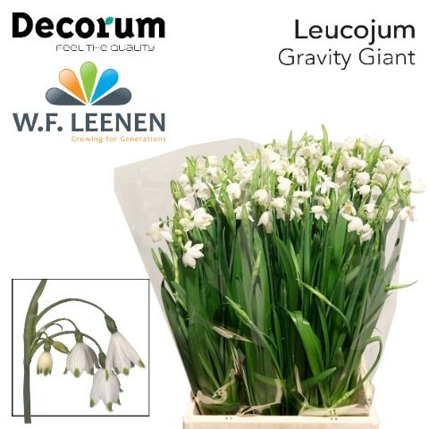 Leucojum Aestivum 45cm 20gram