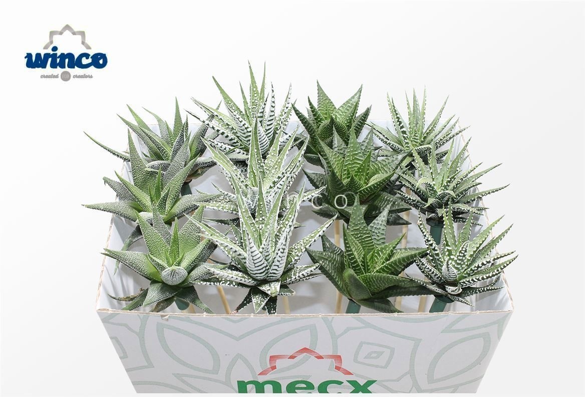 Haworthia Mix (mecx Flowers)