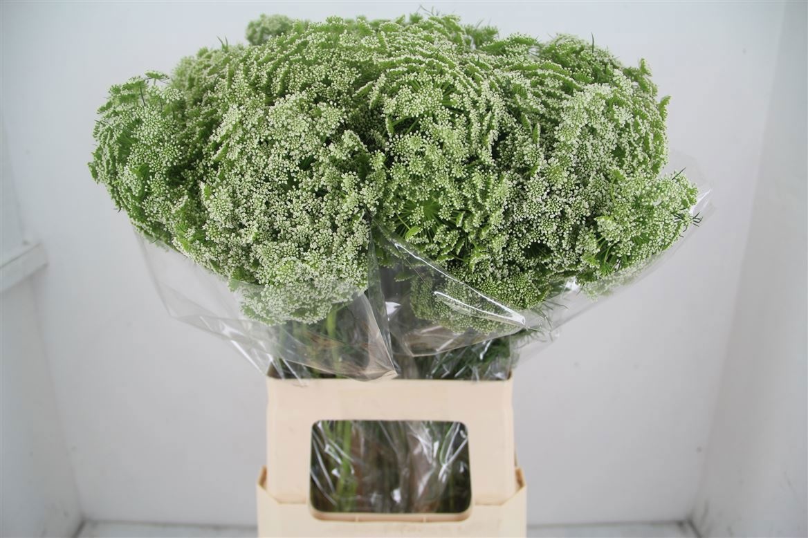 Ammi Majus Casablanca 70cm