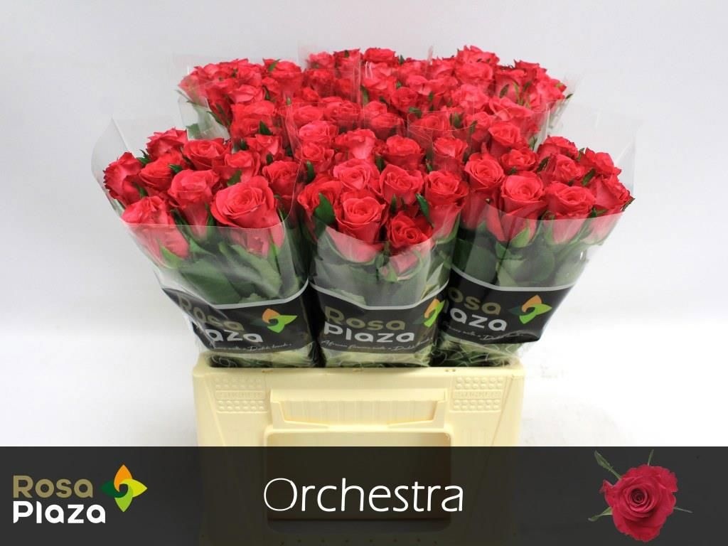 R Gr Orchestra
