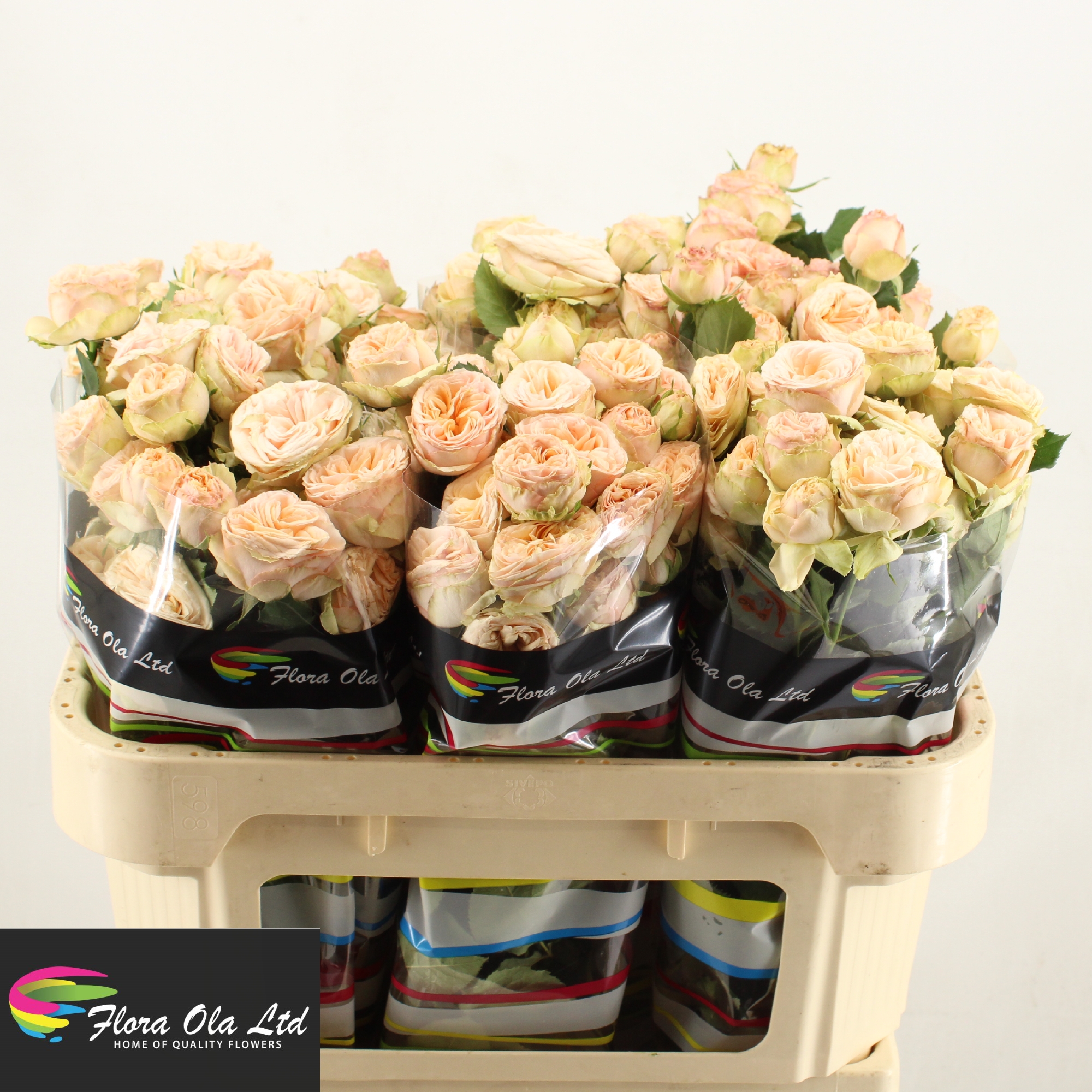 Rosa Spray Gen Trendsetter 70cm