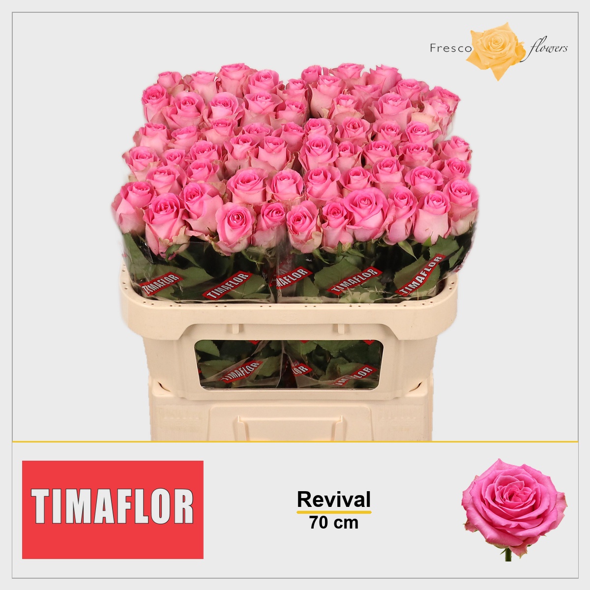 Rosa Revival 70cm