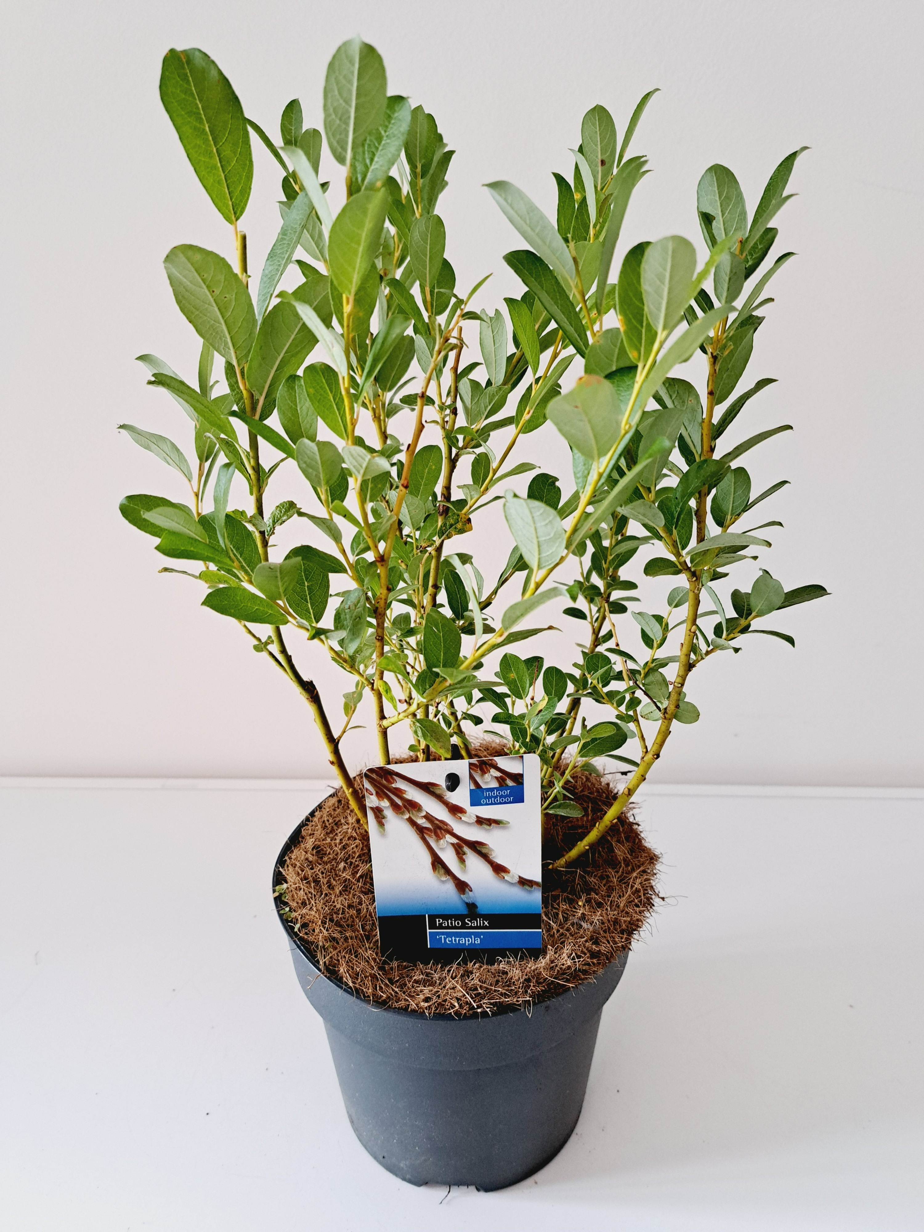 Picture of Salix Tetrapla P17 (2 Ltr)