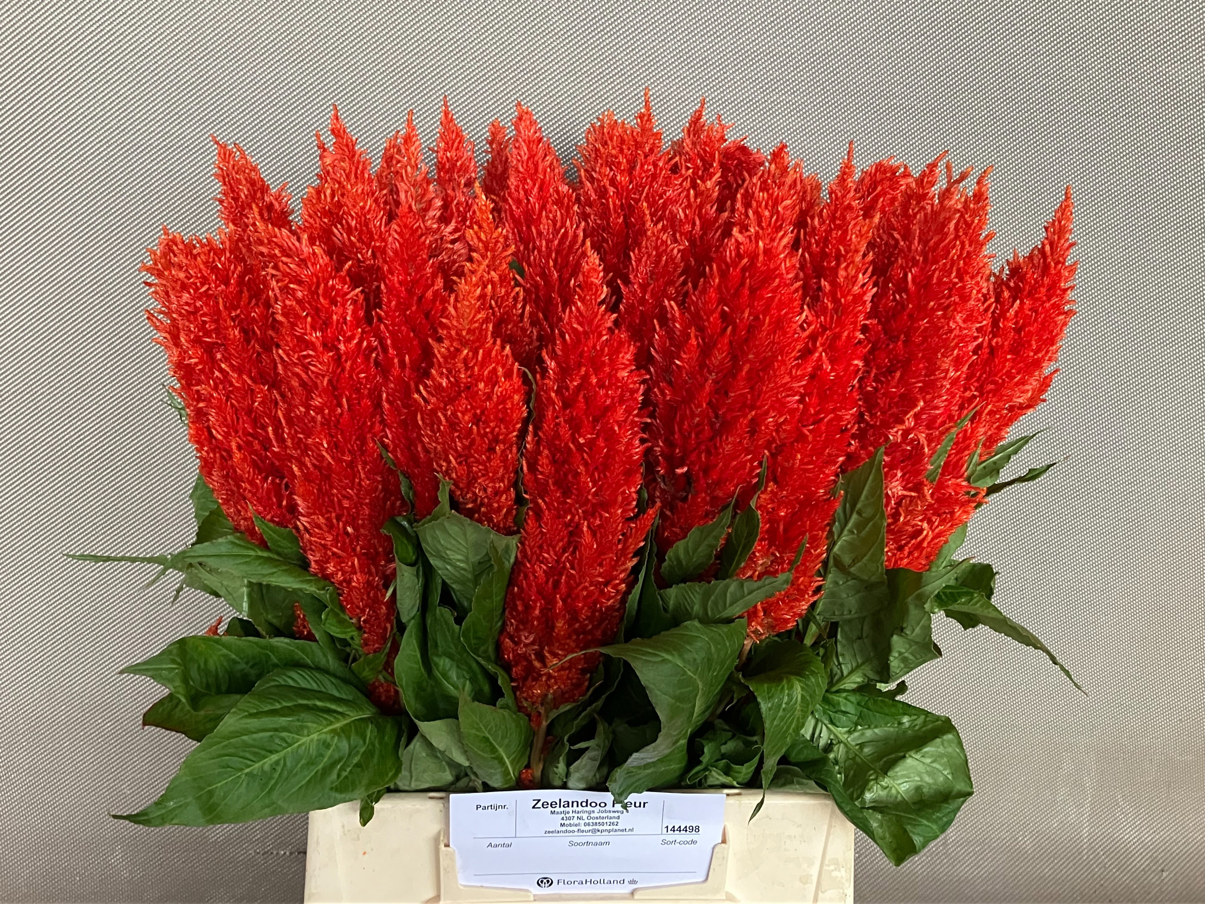 Celosia Feather Century Fire 45cm