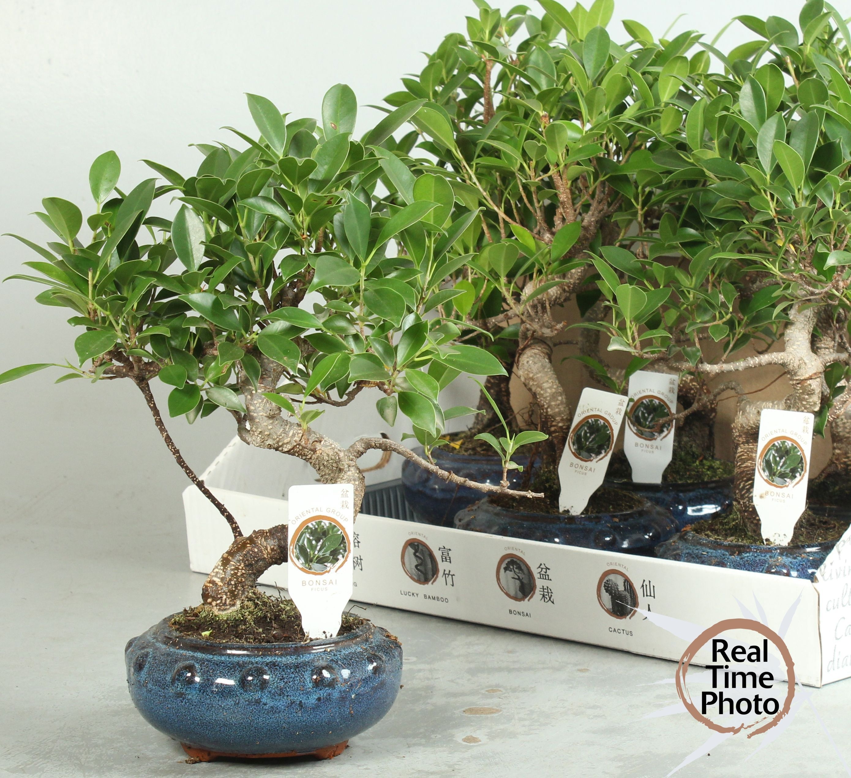 Bonsai Gem 17P 35H