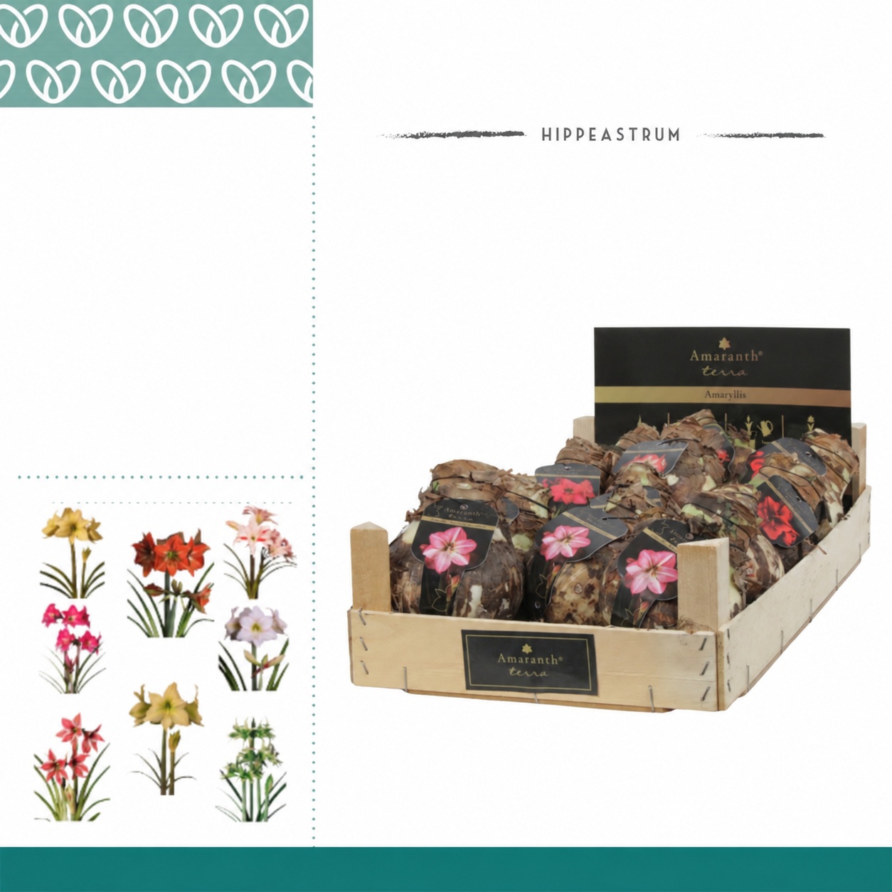 Amaryllis Amaranth XL Specials in Wooden Crate