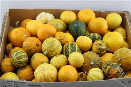 Ornamental Fruits Per Piece