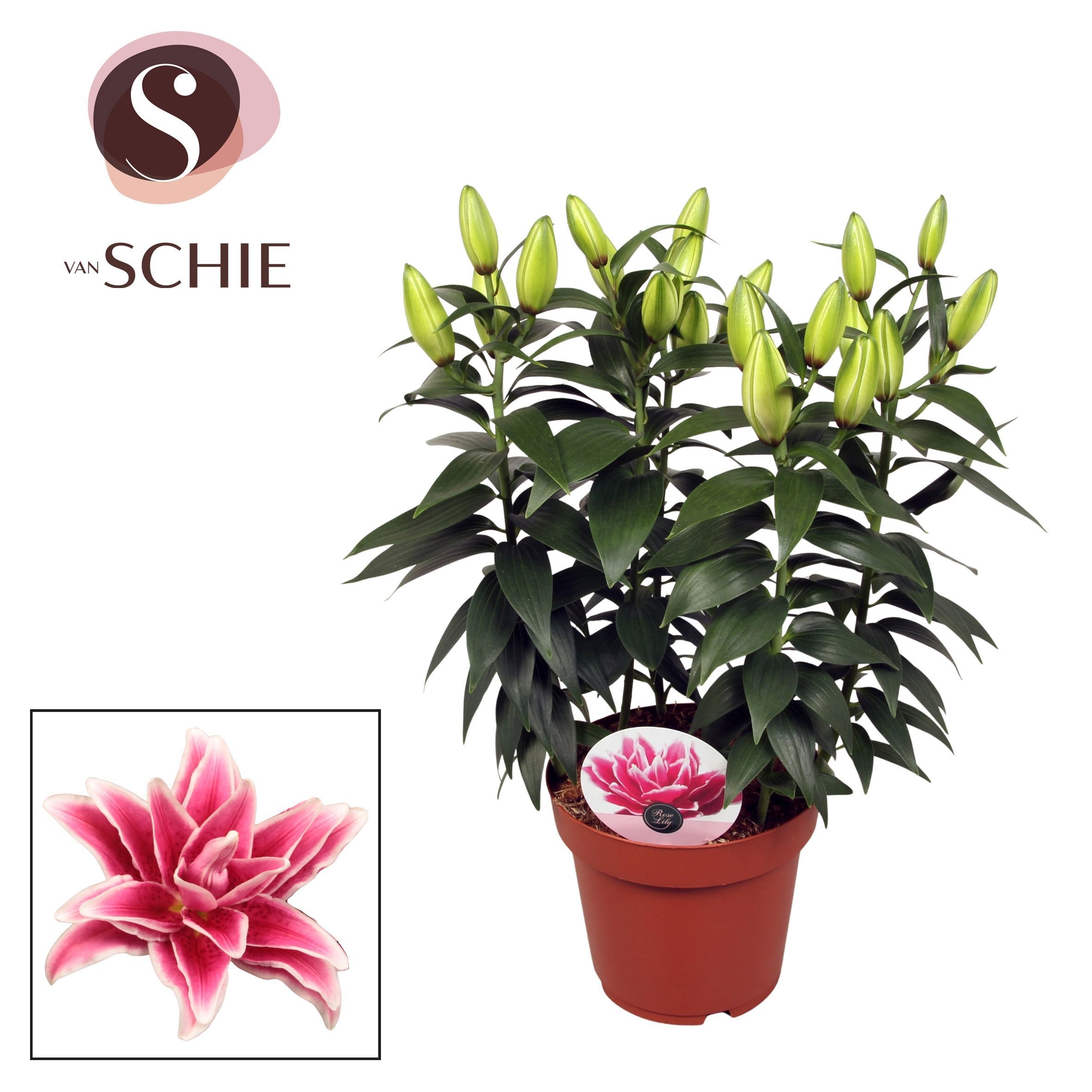 Roselily Kyra 19cm