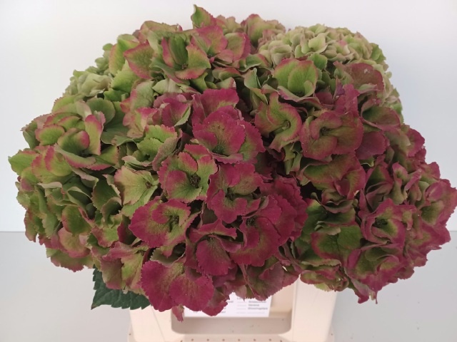 Hydrangea Royal Palace Classic 40cm 20Ø