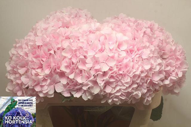 Hydrangea Verena Pink 70cm 22Ø