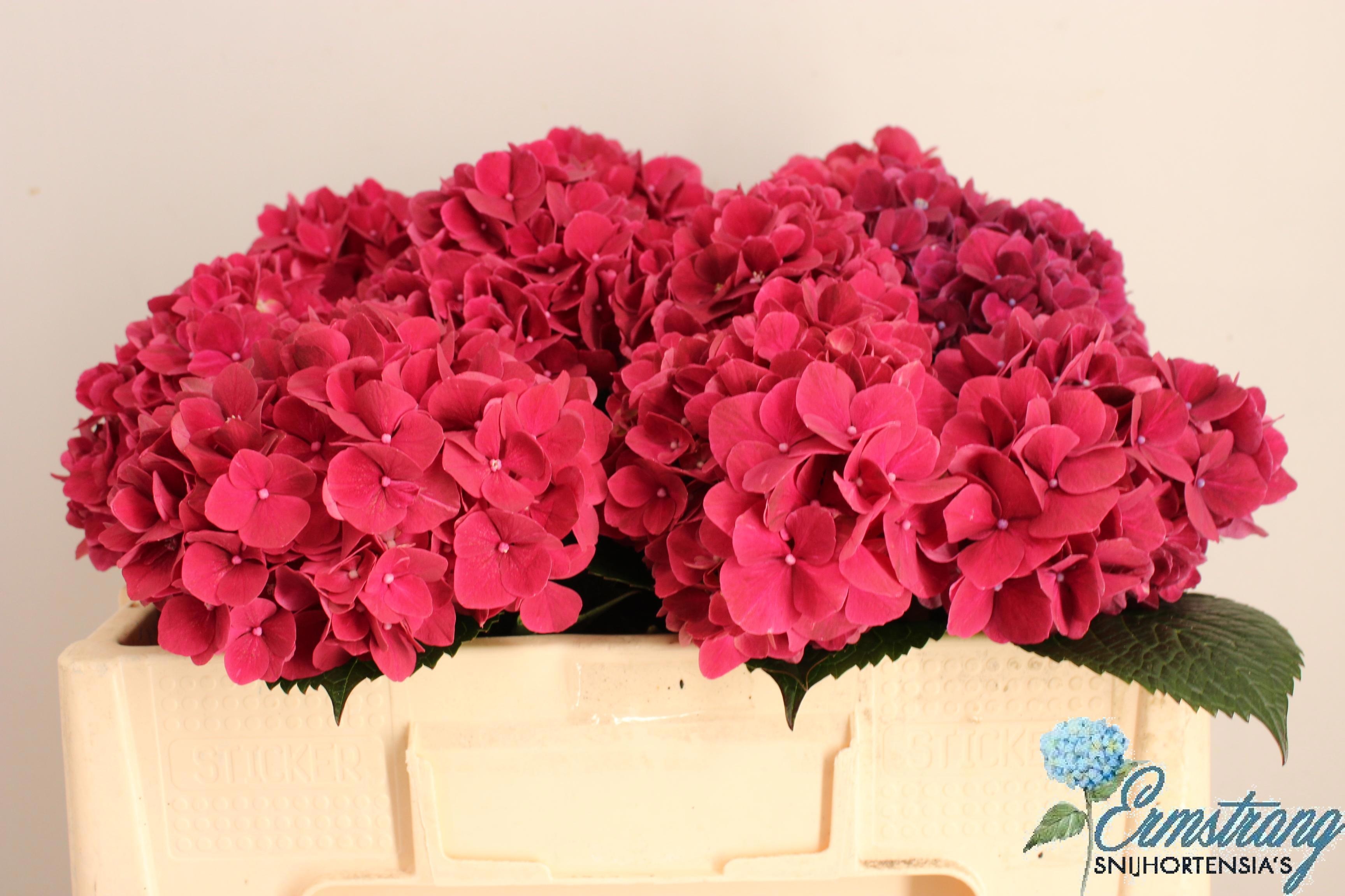 Hydrangea Mag Pink Ruby 50cm 12Ø