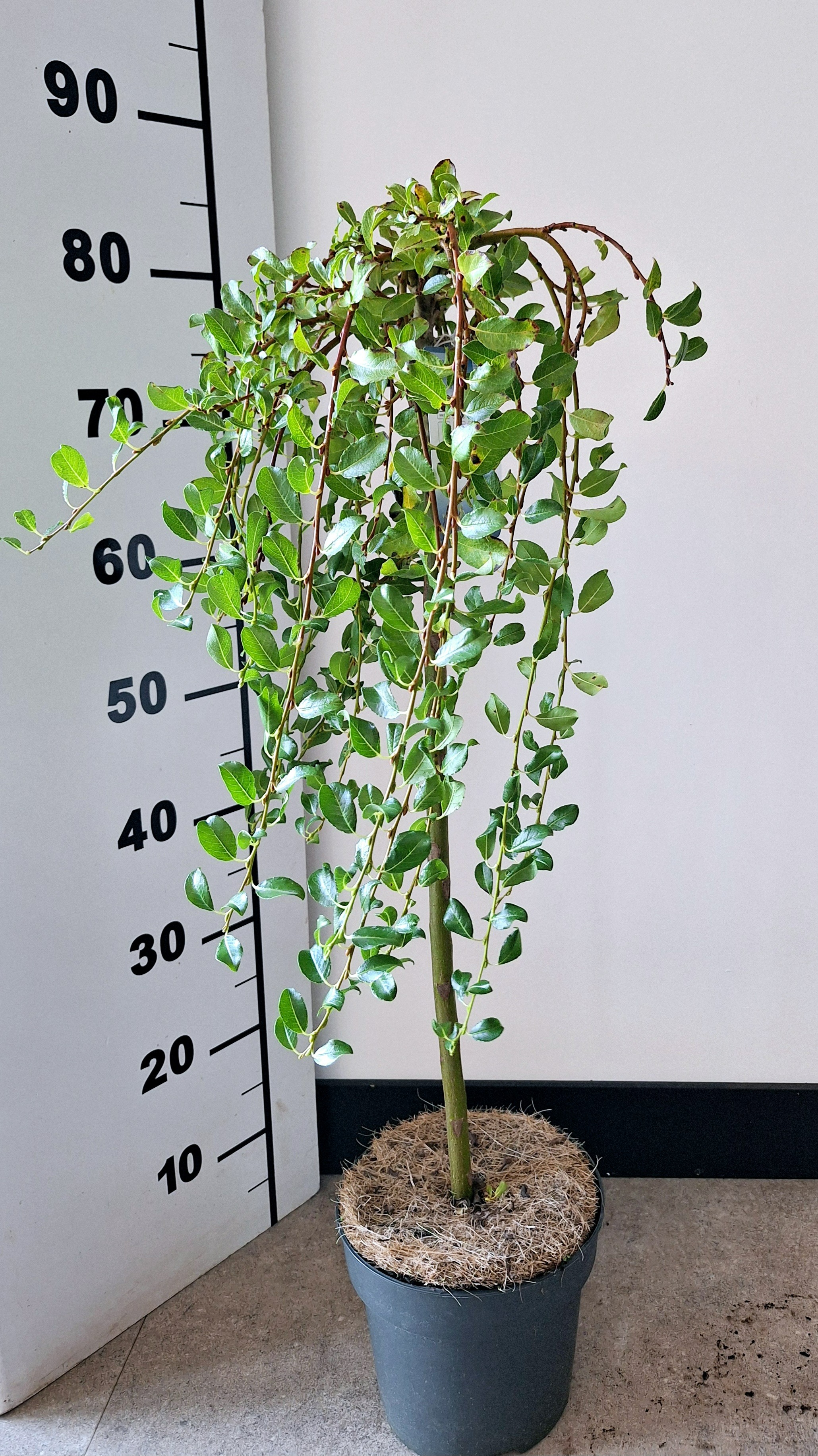 Picture of Salix arbuscula P19 (3 Ltr) 80/STD