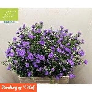 Aster Monte Cassino Purple 60cm 125gram