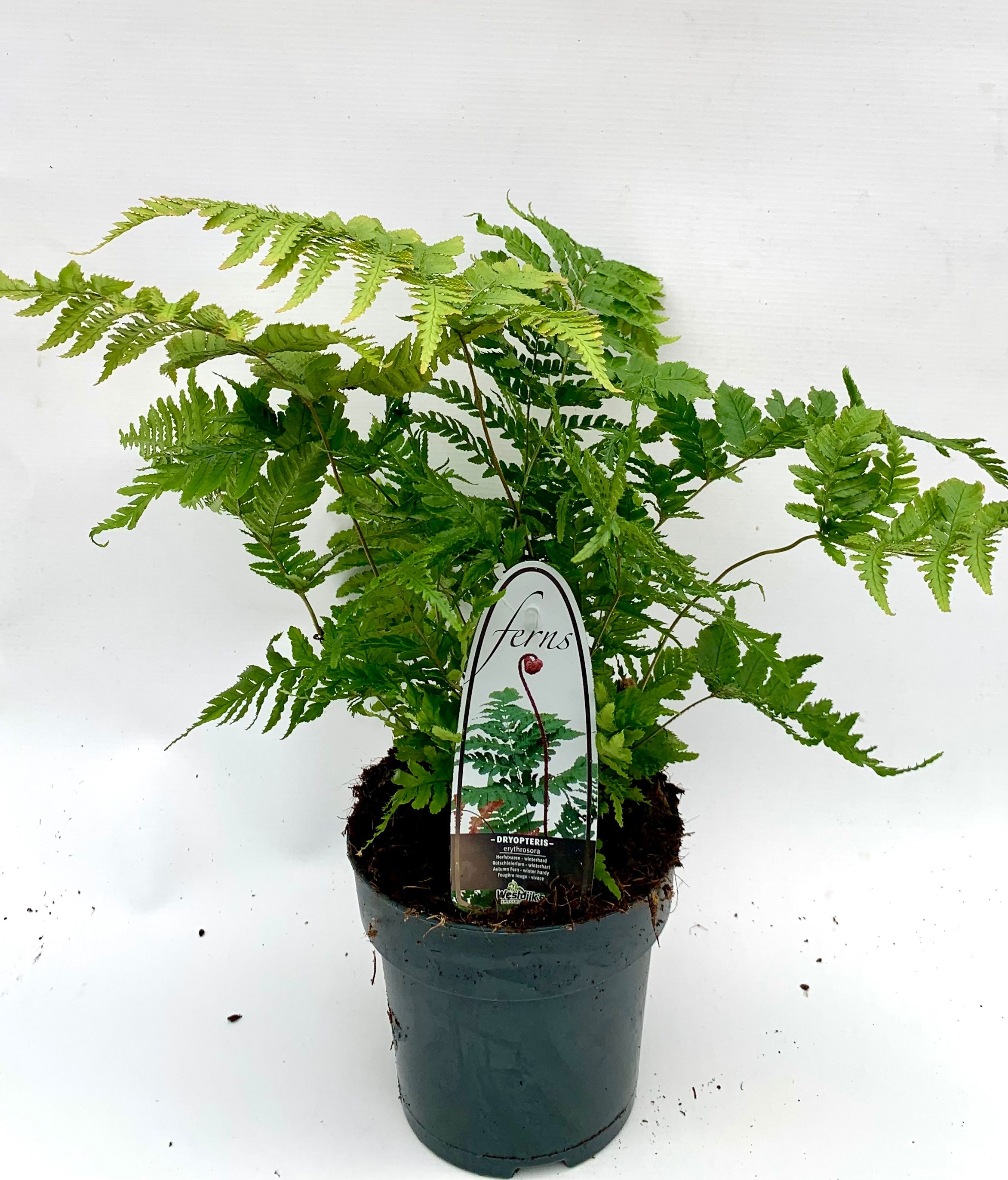 Dryopteris erythrosora