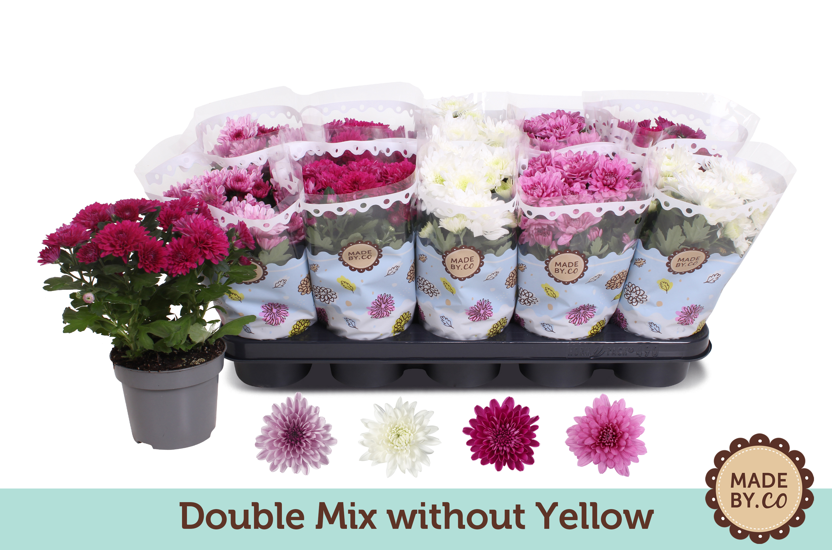 Picture of Chrysant Double mix without white P12 25CM