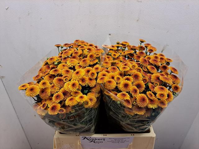 Chrys Santini Calimero Aprico 40cm 650Ø