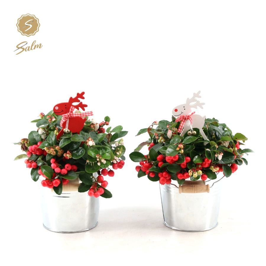 Gaultheria 'Ciao Bella'® in Zinc Old-Look + Reindeer