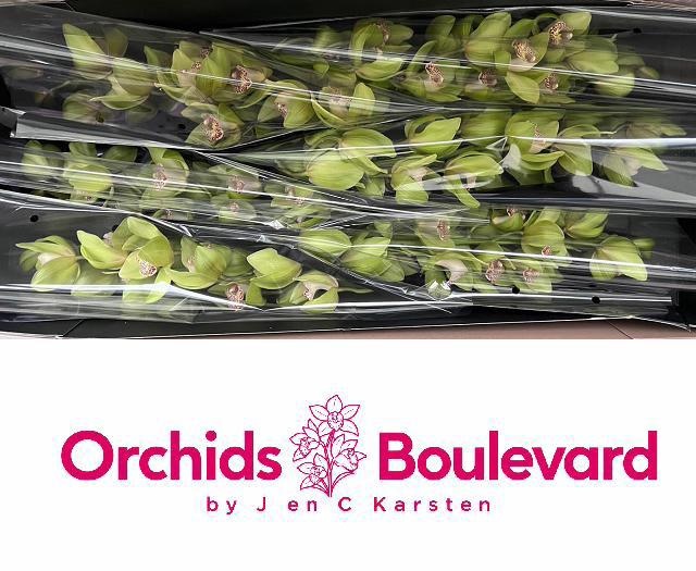 Cymbidium Melissa 12/15bl