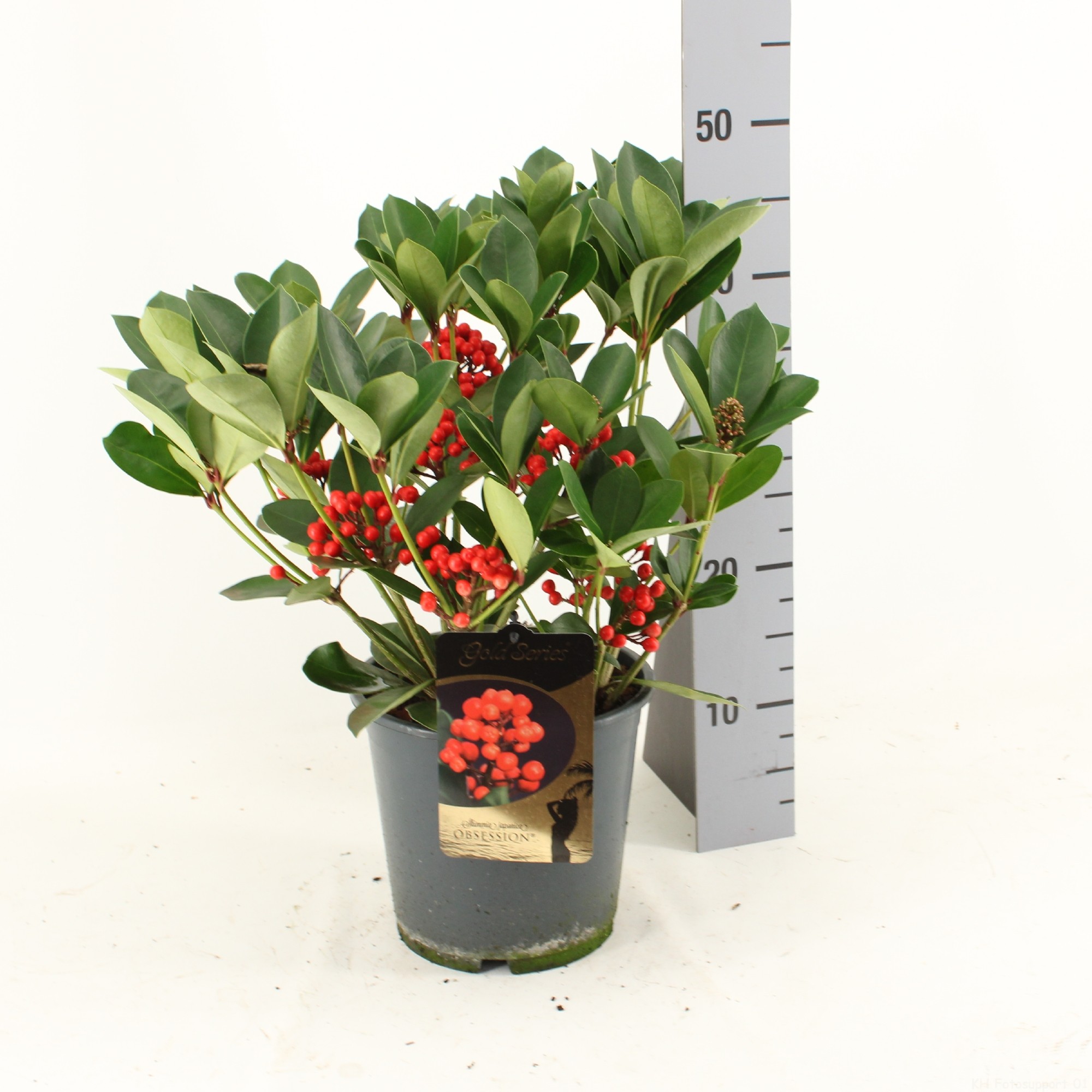 Picture of Skimmia japonica OBSESSION ® met bes en bloem P19 45cm (LOOSE)