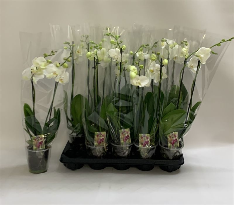 Phalaenopsis White 2 Stem 12Ø 60cm