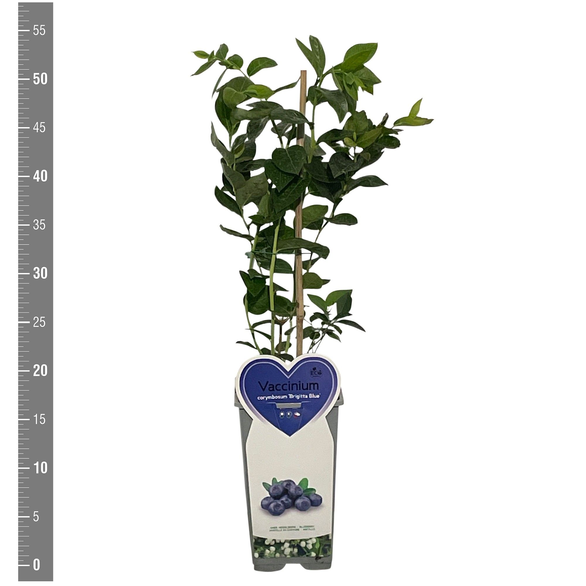 Vaccinium Kleinfruit Vaccinium c. Brigitta Blue 2 liter (blauwe bes)