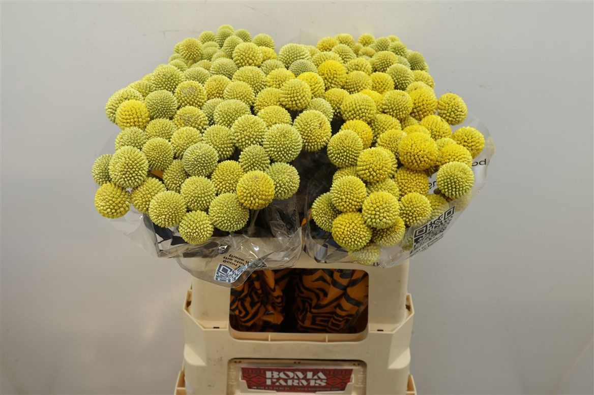 Craspedia Globosa 50cm