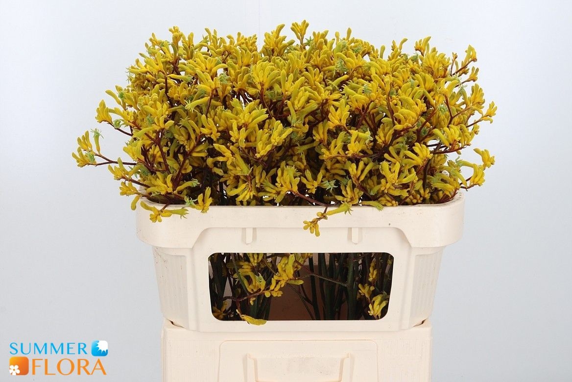 Anigozanthos Yellow Gem 70cm