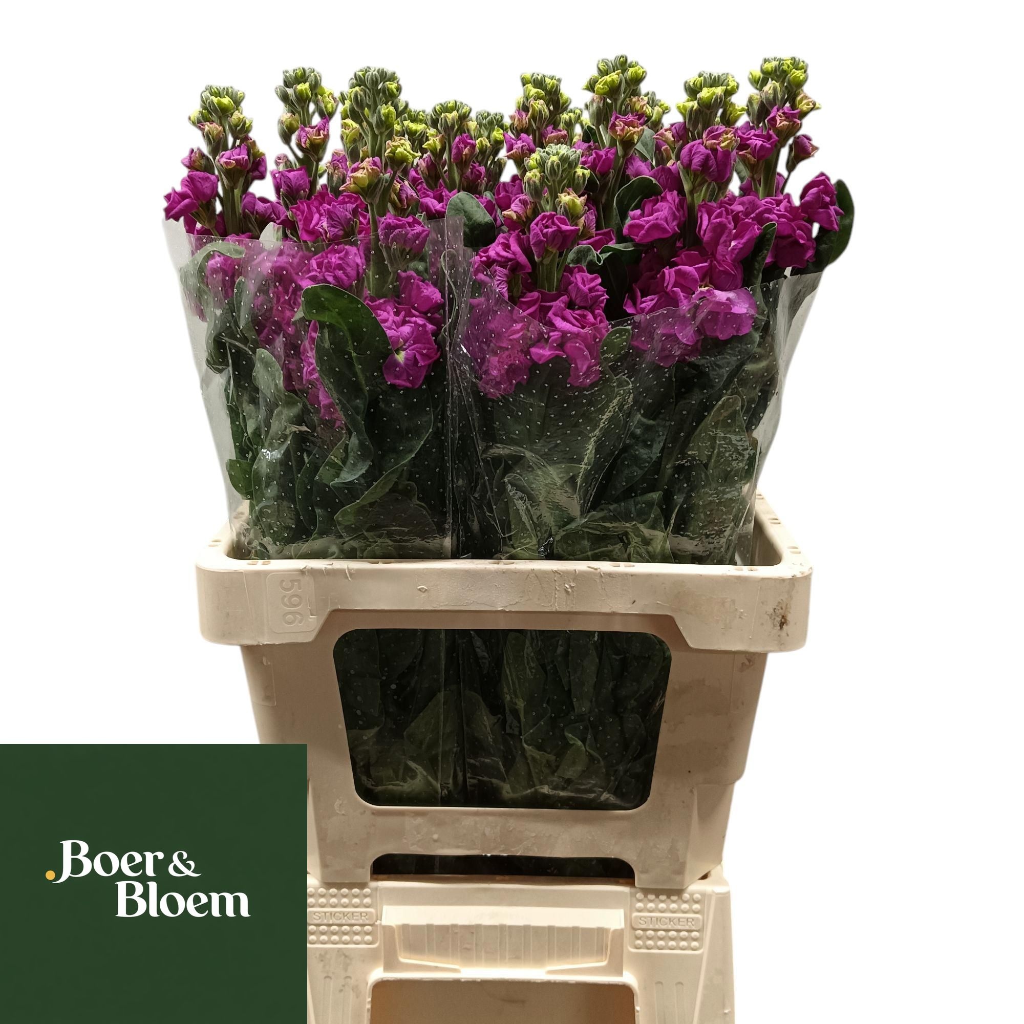 Matthiola Iron Purple 70cm