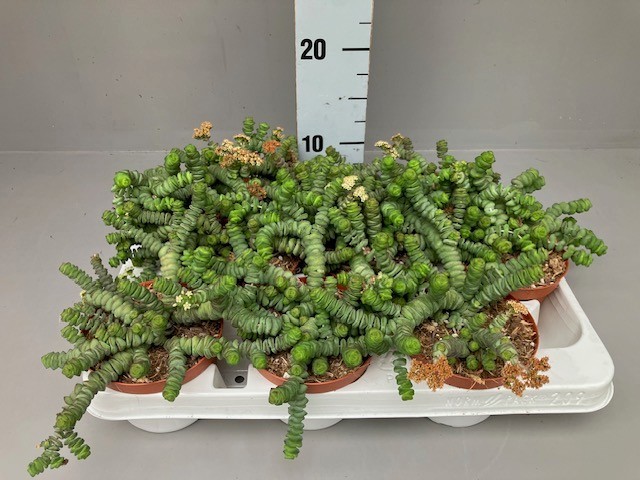 Crassula hottentot