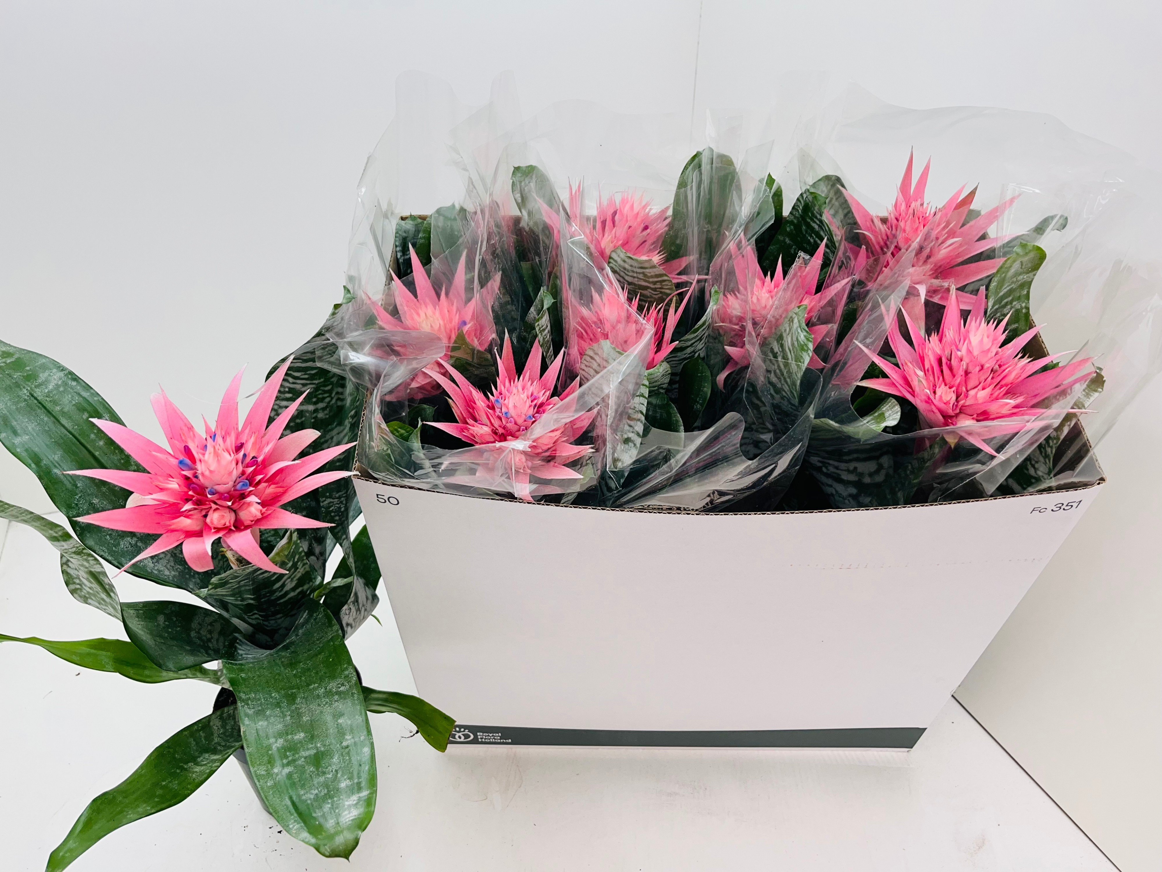 Aechmea fasciata 'Primera' - Kokerbromelia