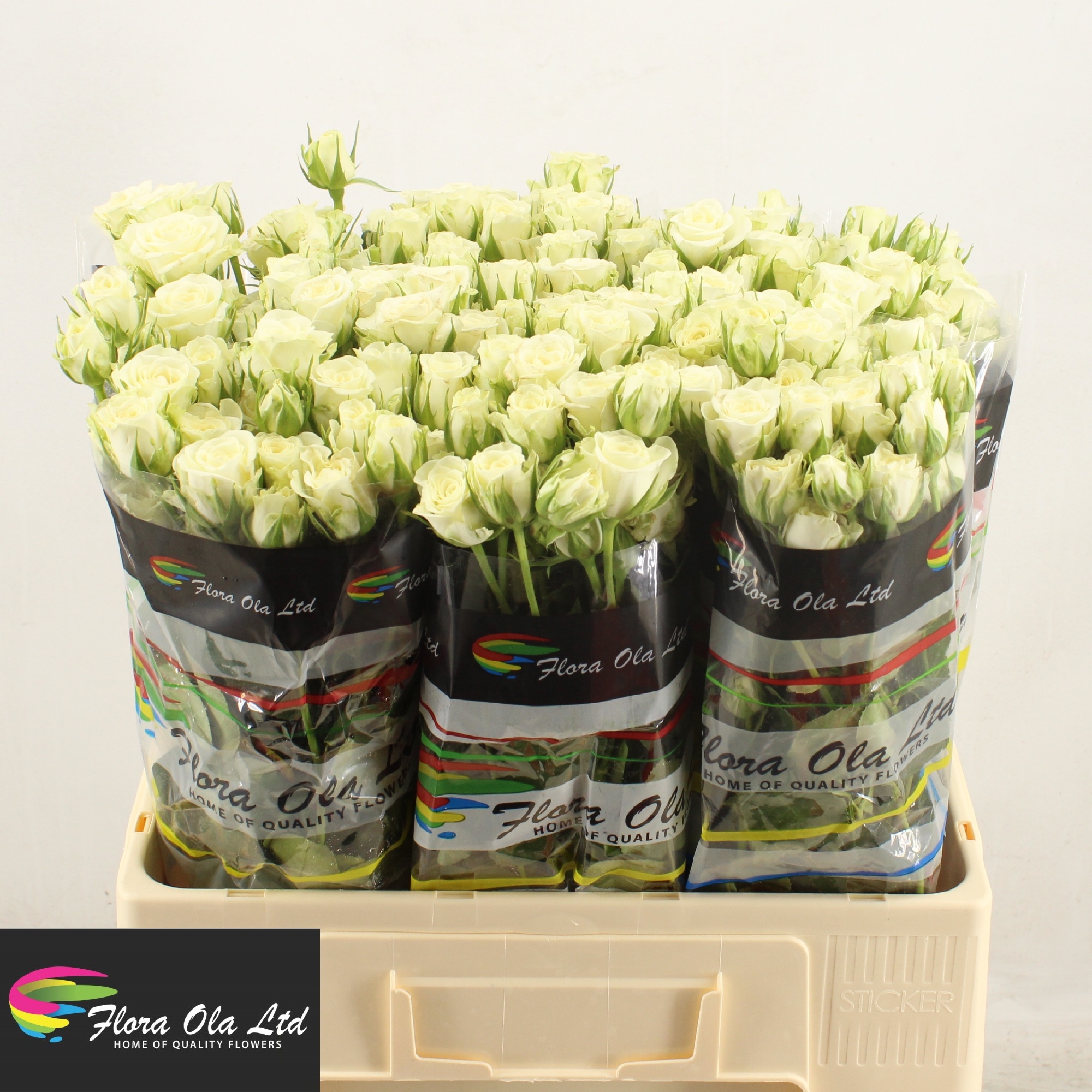 Rosa Spray Snowflake 60cm