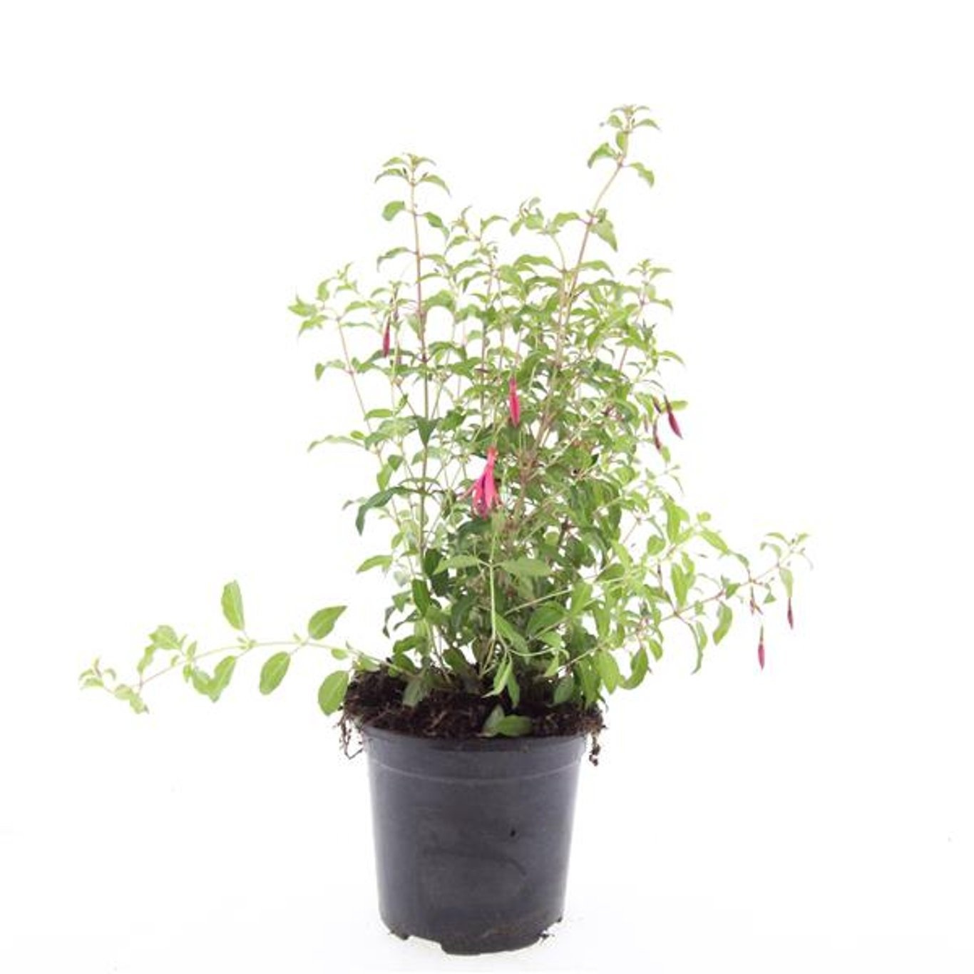 Fuchsia 'Riccartonii'