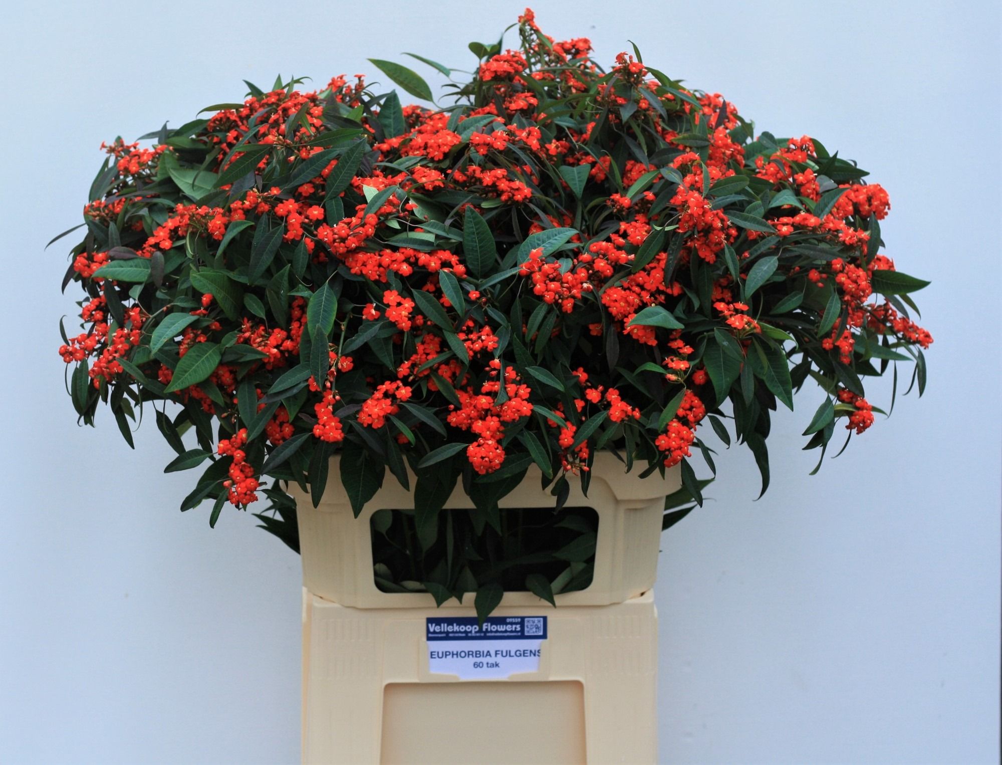 Euphorbia Spray Red Surprise 80cm