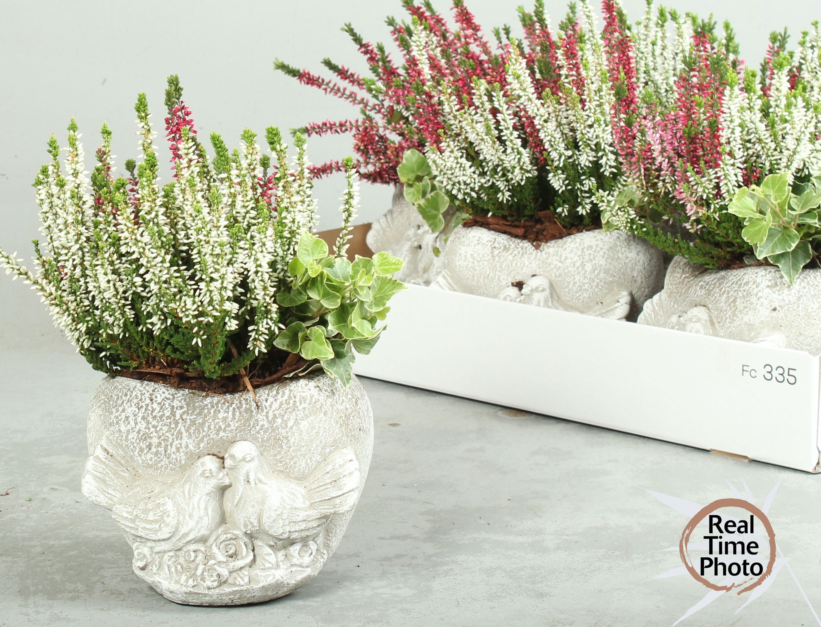 Arr Tuinplanten 15P 35cm