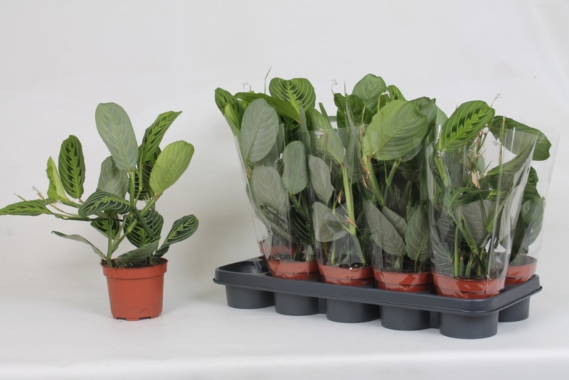 Maranta Lemon 12P 35H