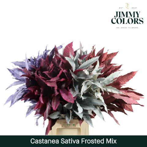 Castanea Sativa Painted 80cm