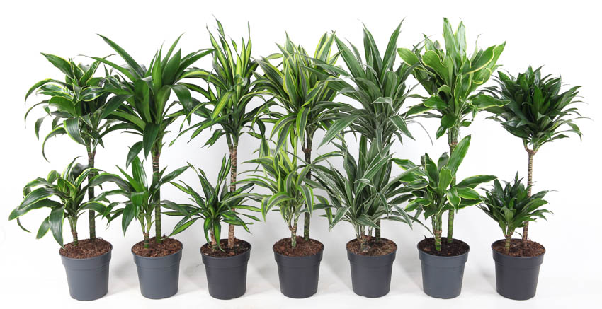 Picture of Dracaena 45-15 in varieties (MIXDR451504) P19 90cm (LOOSE)