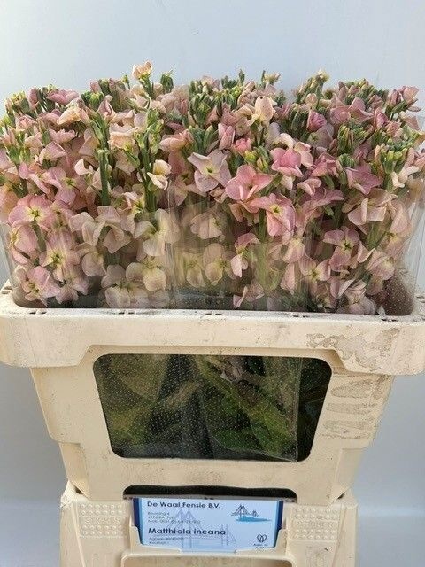 Matthiola 50cm