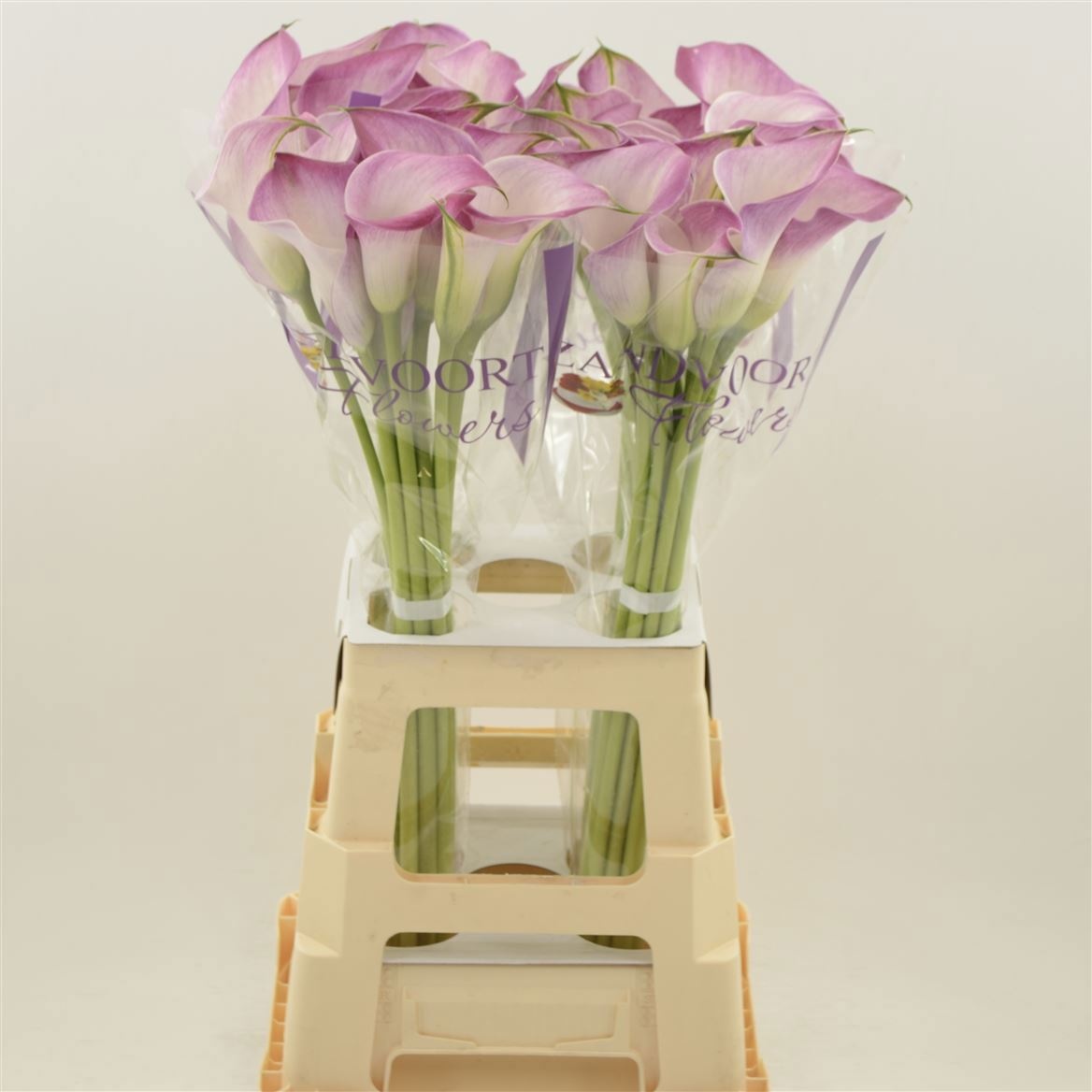 Calla Denver 70cm
