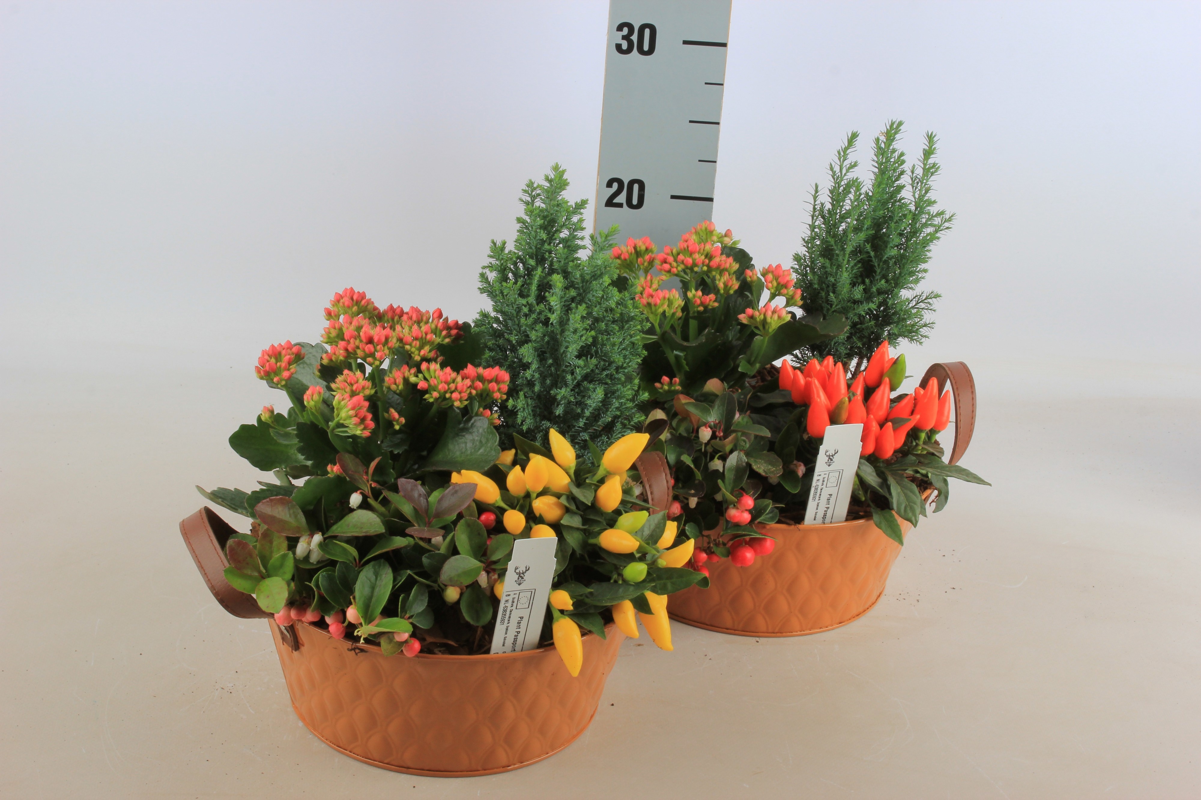 Arrangement Garden Plants 23Ø